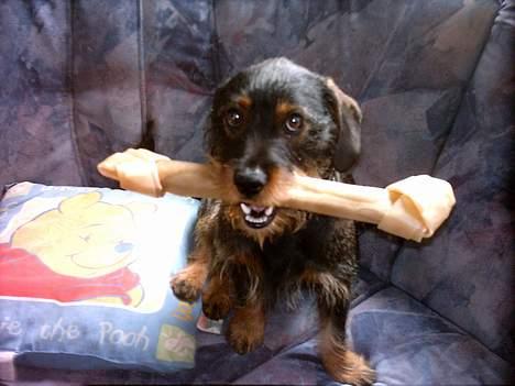 Blanding af racer Zargi - Dejligt med et stort ben!!!! billede 2