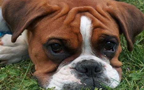 Boxer Bine - Bine hos farmor og farfar billede 1