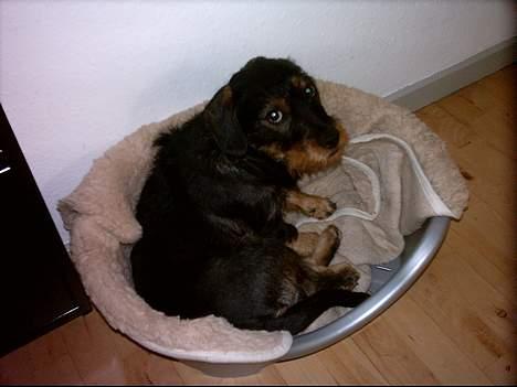 Blanding af racer Zargi - Jeg elsker min kurv!!! billede 3