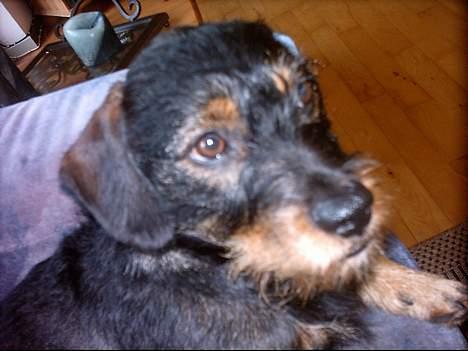 Blanding af racer Zargi - Er jeg ikk bare sød!!! billede 4