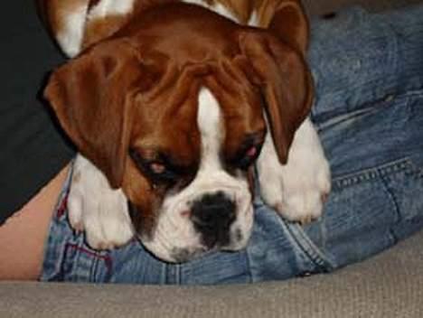 Boxer Bine - Søger tryghed hos far i det nye hjem billede 2