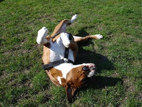 Boxer Bine - Nyder de første stråler af forår. 25.3.07 billede 3