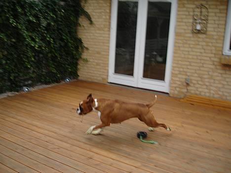 Boxer Bine - Tager lige en boxer runde i haven billede 4