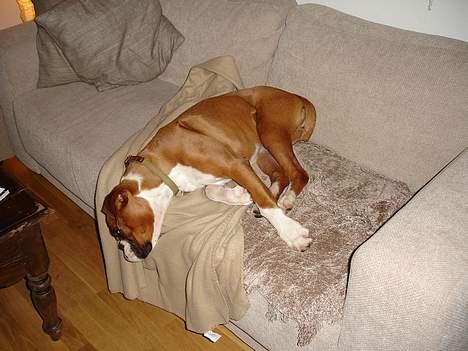 Boxer Bine - Bine helt færdig efter juleaften 2005 billede 5