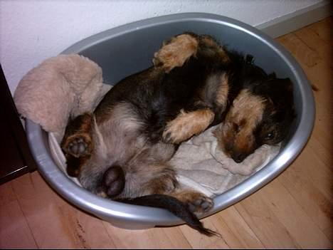 Blanding af racer Zargi - Så er det tid til en lur!!! billede 5