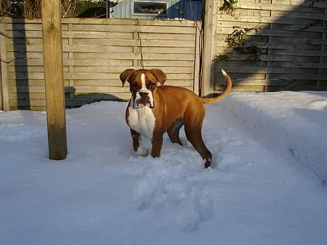 Boxer Bine - Bine møder den første sne. billede 6