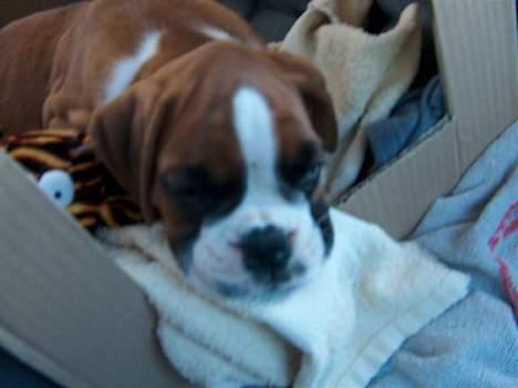 Boxer Bine - Rejsen hjem fra sverige, 850km far er skør.. billede 7