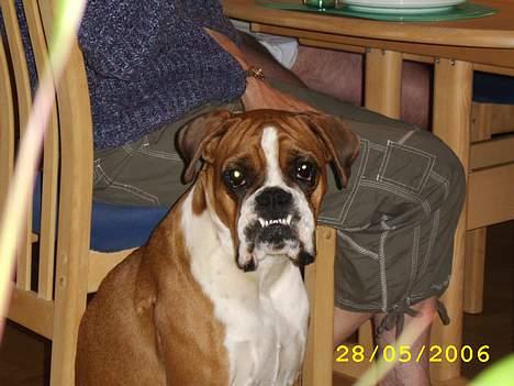 Boxer Bine - Skal jeg vise tænder!!! billede 8