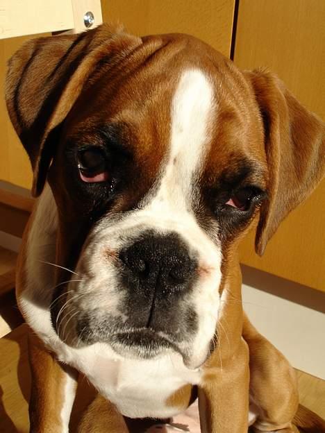 Boxer Bine - Sidder lige model for far.. billede 9