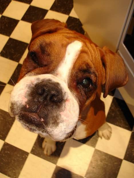 Boxer Bine - Blev stukket af hveps, er det ikke synd for mig? billede 10