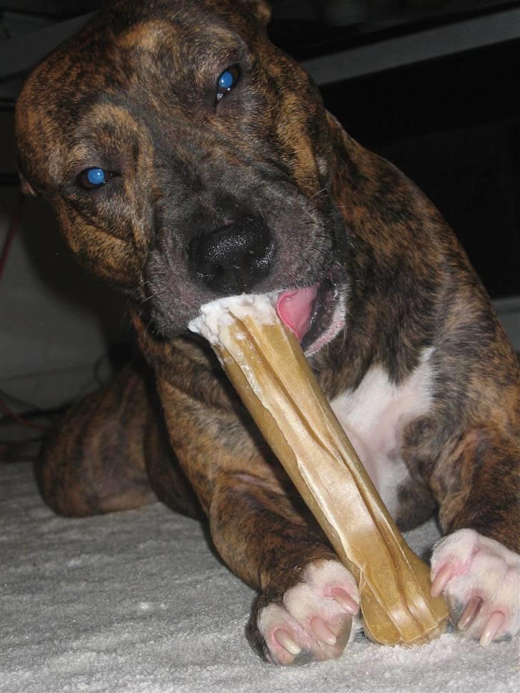 Amerikansk staffordshire terrier Cody HimmelHund billede 4