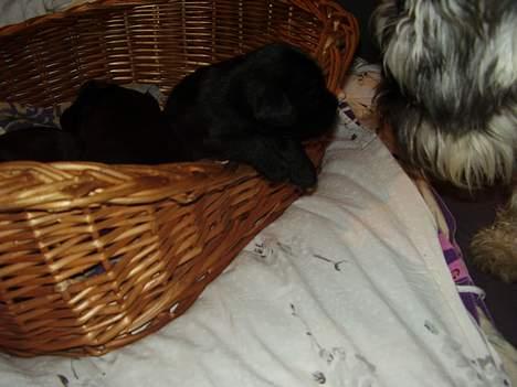 Dvaergschnauzer Skipper - Skipper hilser på sin søn odin billede 2