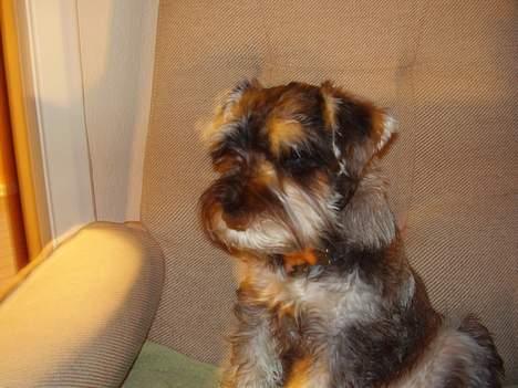 Dvaergschnauzer Skipper - Skipper 5 mdr. gammel billede 3