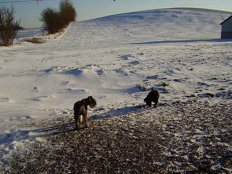 Dvaergschnauzer Skipper - Jubiiiiii sne på marken...fedt at lege i billede 4