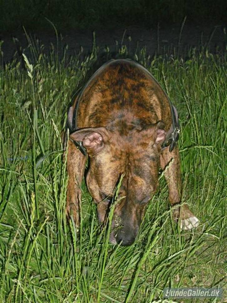 Amerikansk staffordshire terrier Cody HimmelHund billede 5