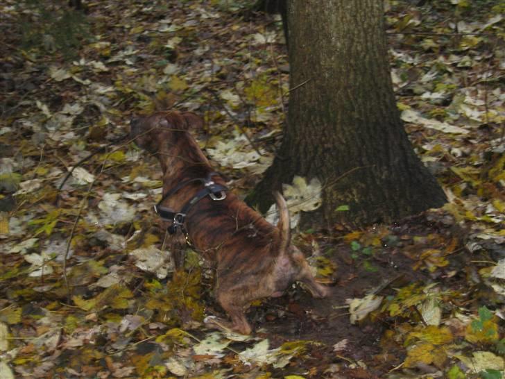 Amerikansk staffordshire terrier Cody HimmelHund billede 6