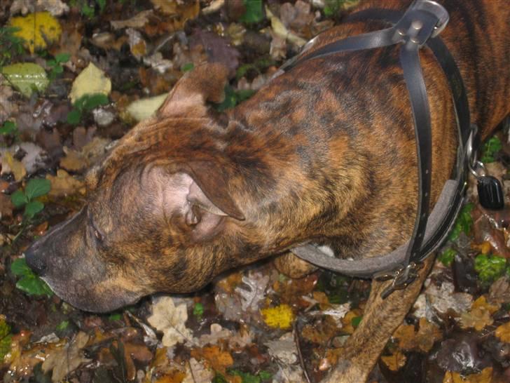 Amerikansk staffordshire terrier Cody HimmelHund billede 7