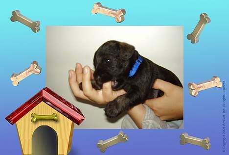 Dvaergschnauzer Nolly - Nolly´s hvalp Thor billede 2