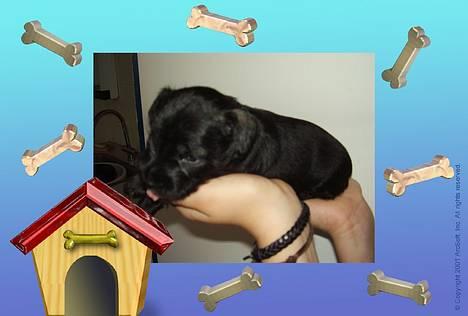 Dvaergschnauzer Nolly - Nolly´s hvalp Loke billede 3