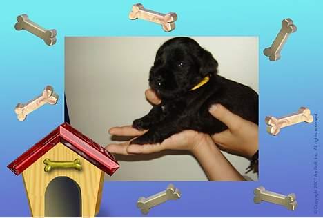 Dvaergschnauzer Nolly - Nolly´s hvalp Odin billede 4