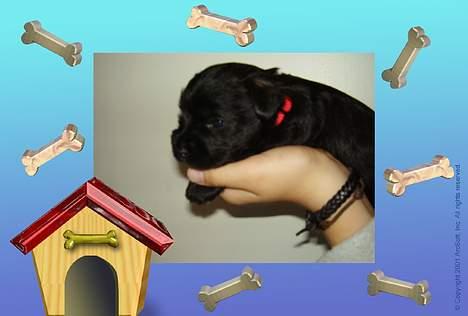 Dvaergschnauzer Nolly - Nolly´s hvalp Freja billede 5