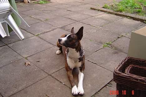 Blanding af racer thaiya *R.I.P* billede 10