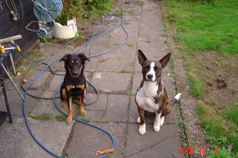 Blanding af racer thaiya *R.I.P* billede 11