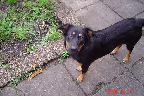 Blanding af racer Tulle billede 1