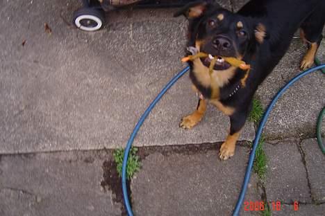 Blanding af racer Tulle billede 2