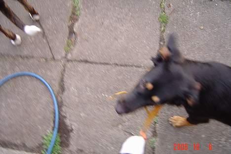 Blanding af racer Tulle billede 3