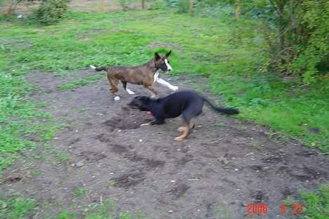 Blanding af racer Tulle billede 5