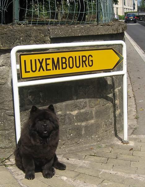 Chow chow Shi'tou Cassiterit - 2006 Simba - Luxembourg champion billede 3