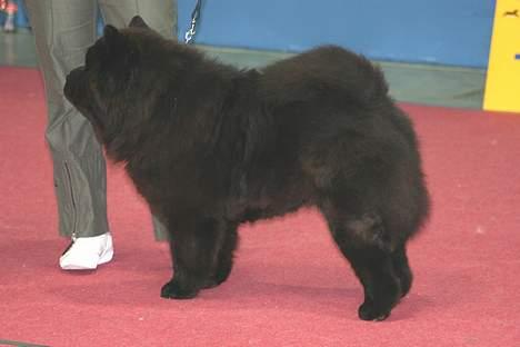 Chow chow Shi'tou Cassiterit - 2006 Simba ny tysk champion og tysk club champion billede 4