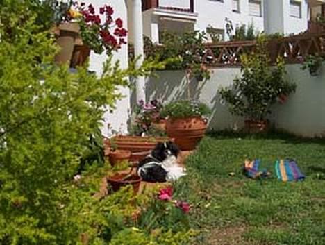 Tibetansk spaniel Kri Kris Garson (Pepe) - Vores have i Spanien, her skal jeg ned og bo sammen med mine mennesker og min ven Oliver billede 15