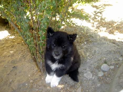 Finsk lapphund Coco  - Den søde coco på 6 uger ! .. rawh! billede 6