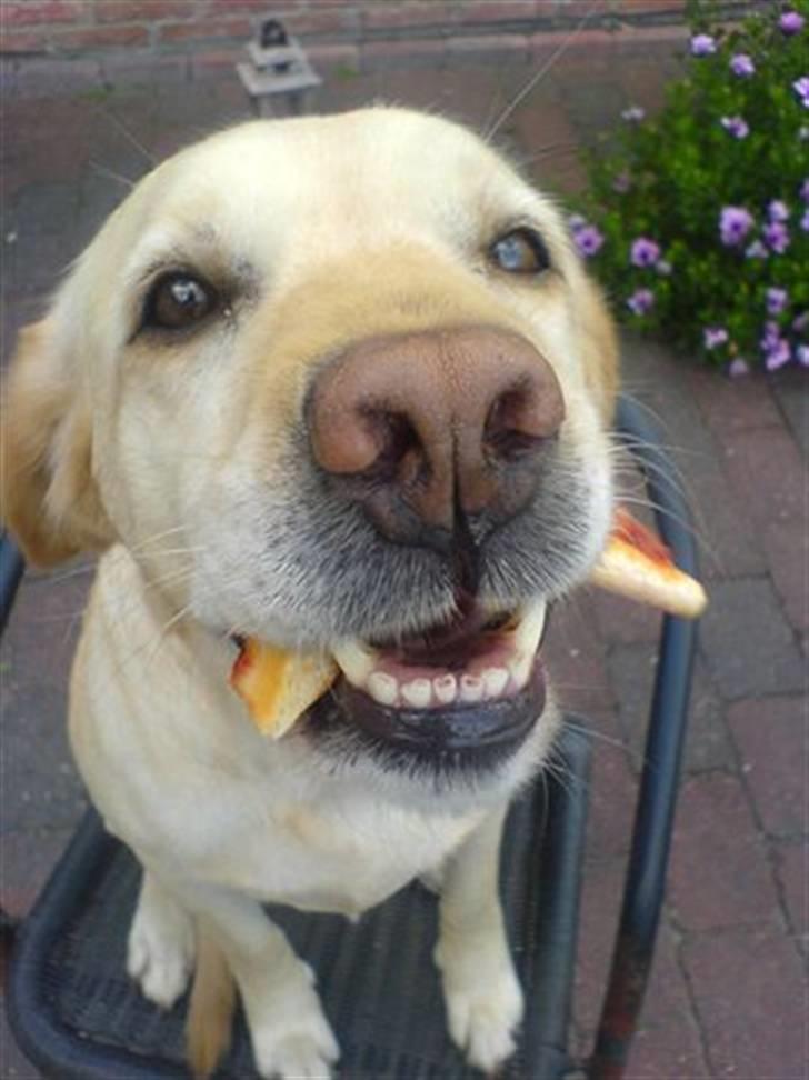 Labrador retriever Penny - Pizza :b <3 2007  billede 15