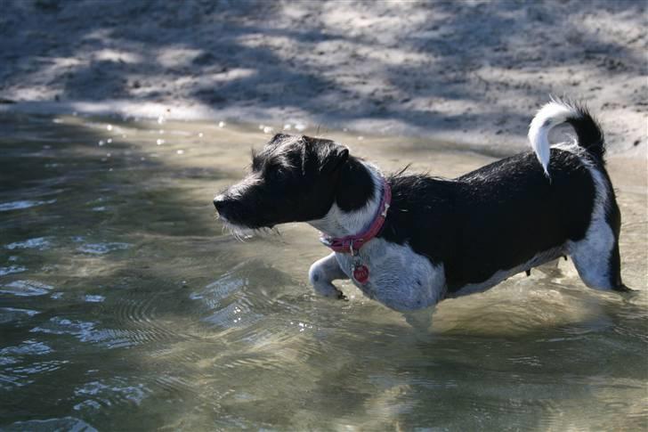 Jack russell terrier Bell -  hej med dig. kig dig omkring. imens svømmer jeg mig en tur ;) billede 4