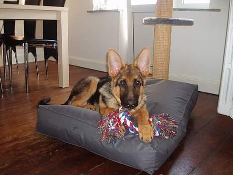 Schæferhund Maegaard's Falco R.I.P - Falco 4½ mdr billede 13