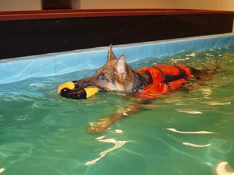 Schæferhund Maegaard's Falco R.I.P - Falco til hans første svømmelektion billede 14