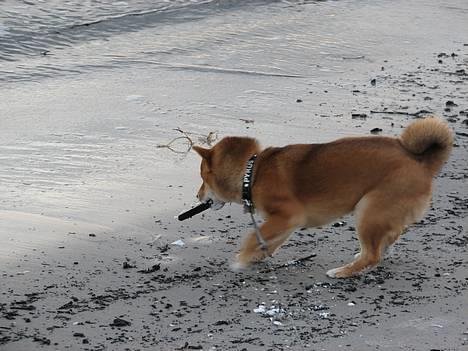 Shiba Pyrus - Pas på vandet billede 4