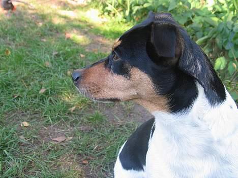 Dansk svensk gaardhund Plet - Er der en fugl skath! billede 1