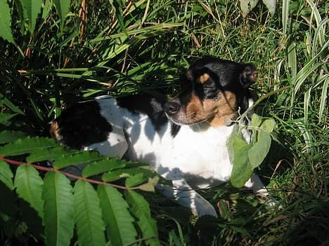 Dansk svensk gaardhund Plet - En lille smugle træt.. billede 2