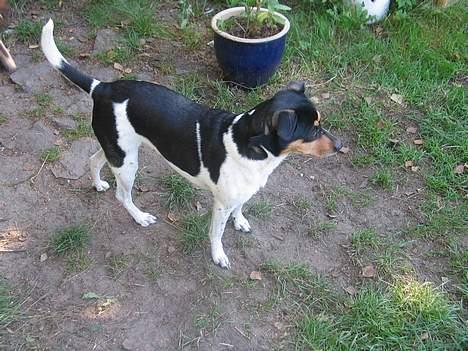 Dansk svensk gaardhund Plet - Hvad kigger du på snuske? billede 3