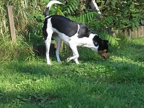 Dansk svensk gaardhund Plet - Hvaa´ kan man lugte snuske?? billede 4