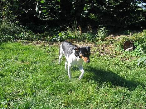 Dansk svensk gaardhund Plet - Kom så da! billede 5