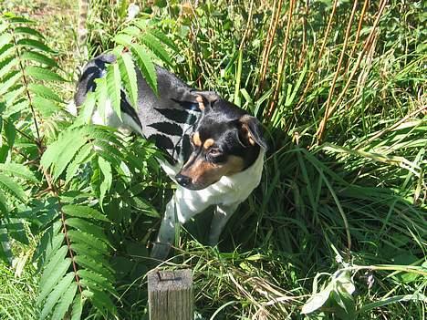 Dansk svensk gaardhund Plet - Jeg ved nu ikke, skal jeg ligge mig lidt?? billede 6