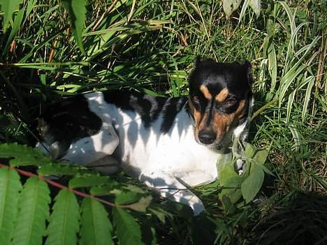 Dansk svensk gaardhund Plet - Hvad laver Anton mon?? billede 7