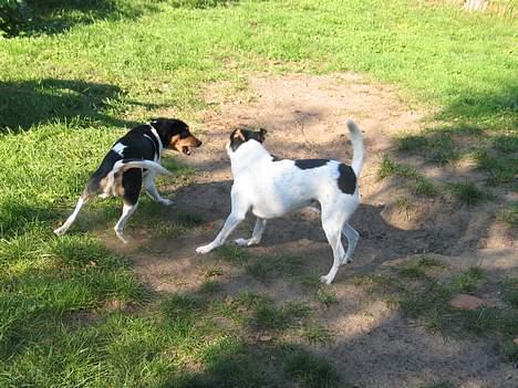 Dansk svensk gaardhund Plet - Jeg skal nok få dig!! billede 8