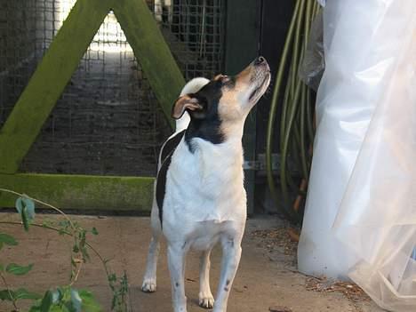 Dansk svensk gaardhund Anton - Snif, snif! billede 1