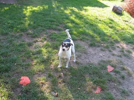 Dansk svensk gaardhund Anton - Hej Basse.. billede 2